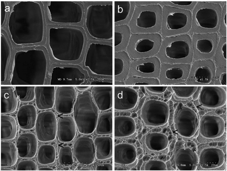 Low temperature plasma modification enhances the bonding performance of wood