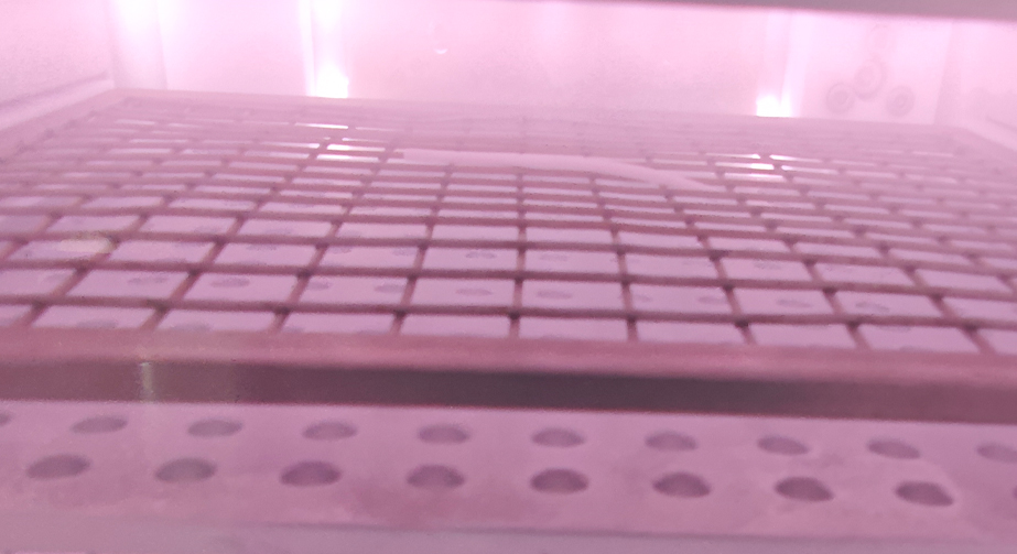Plasma Treatment of Pebax Medical Catheters to Improve Hydrophilic Adhesion Performance